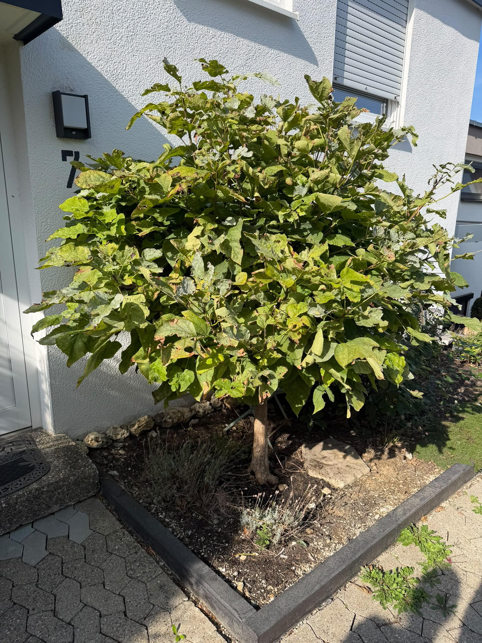 Vorher: Kugelbaum mit großen Blättern direkt am Hauseingang, eng an der Hauswand