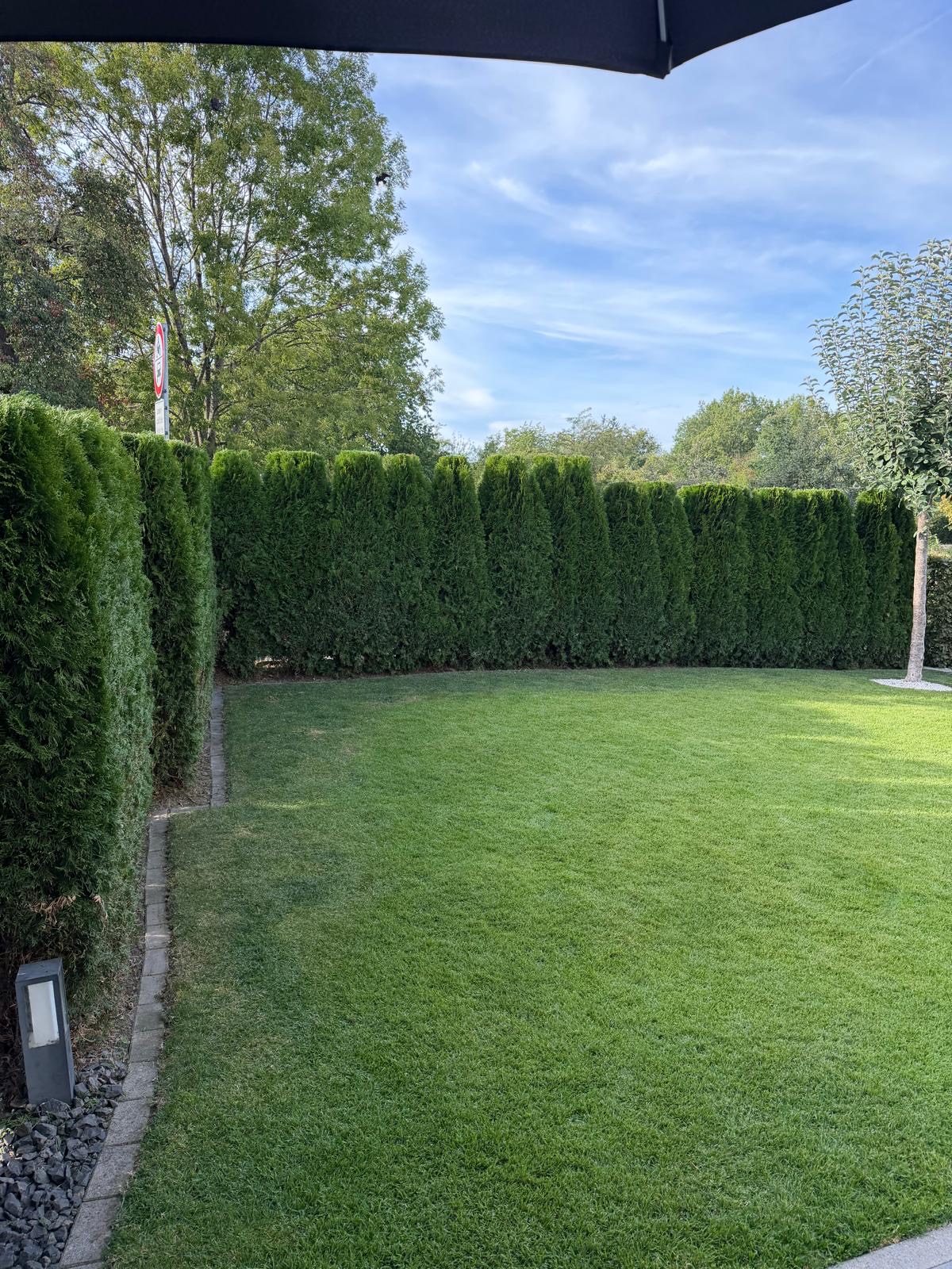 Nachher: gleichmäßig geschnittene Thuja-Hecke rund um einen gepflegten Rasen
