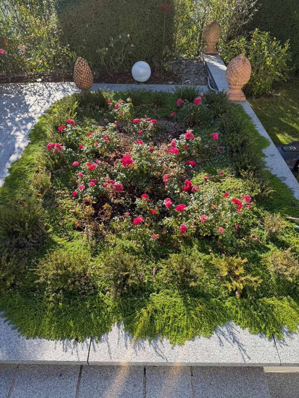 Vorher: zugewachsenes Rosenbeet